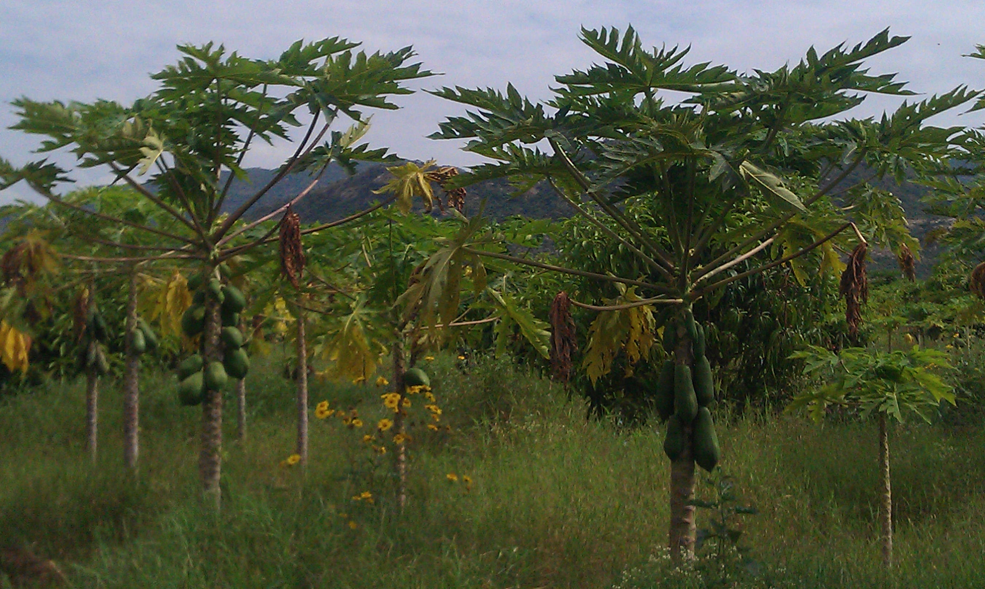 Annual workshop: Field excursion to a local commercial fruit farm: Fatyia Mohamed Agricultural Products Ltd.