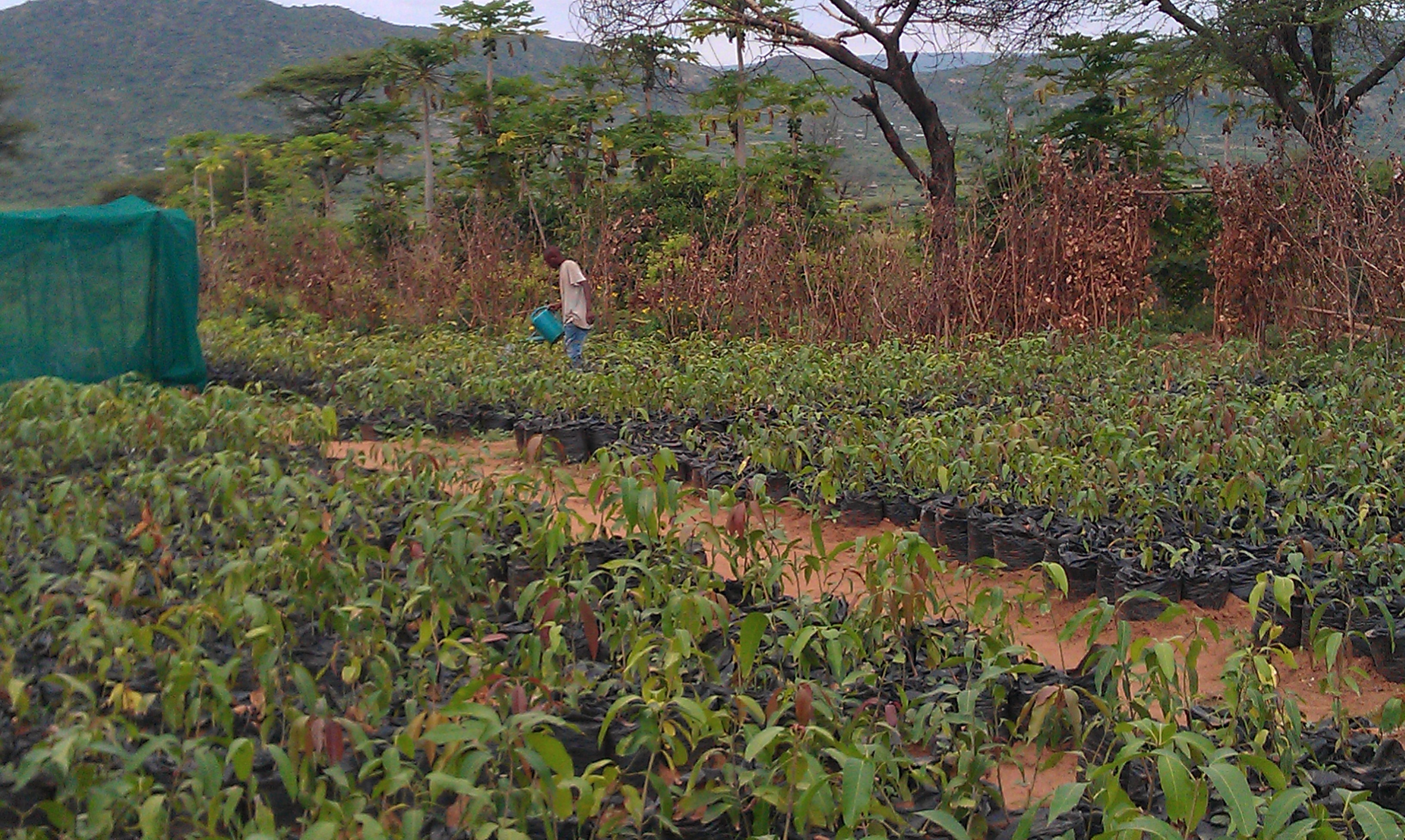 Wage labour at Fatiya Mohamed Agricultural Products Ltd.