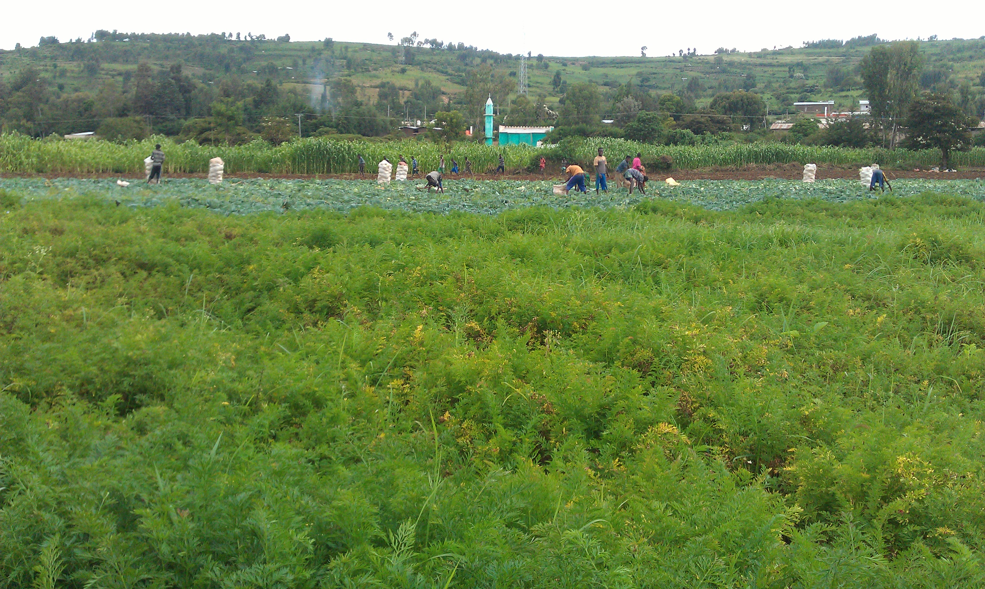 Wage labour at commercial farm