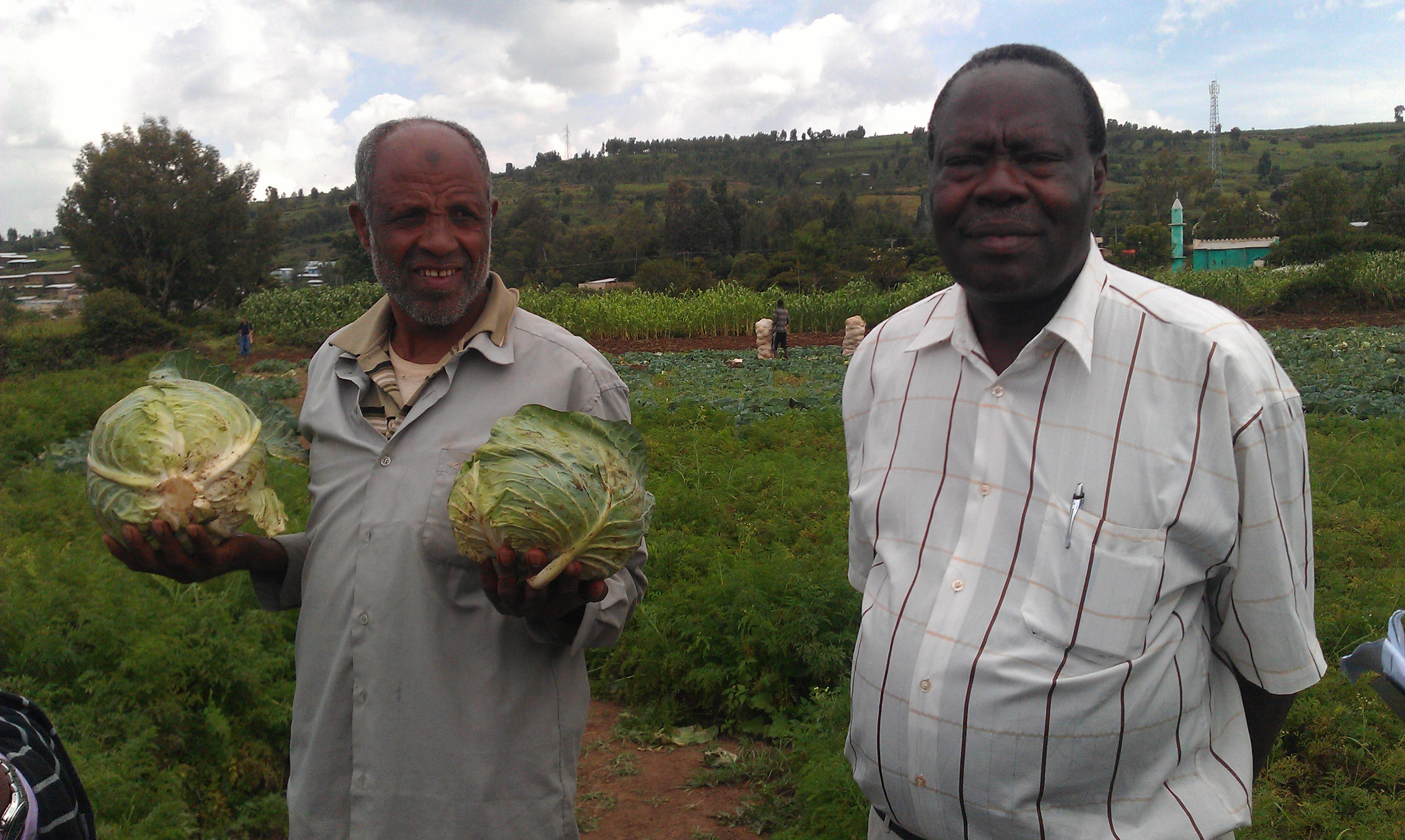 Commercial cabbage production