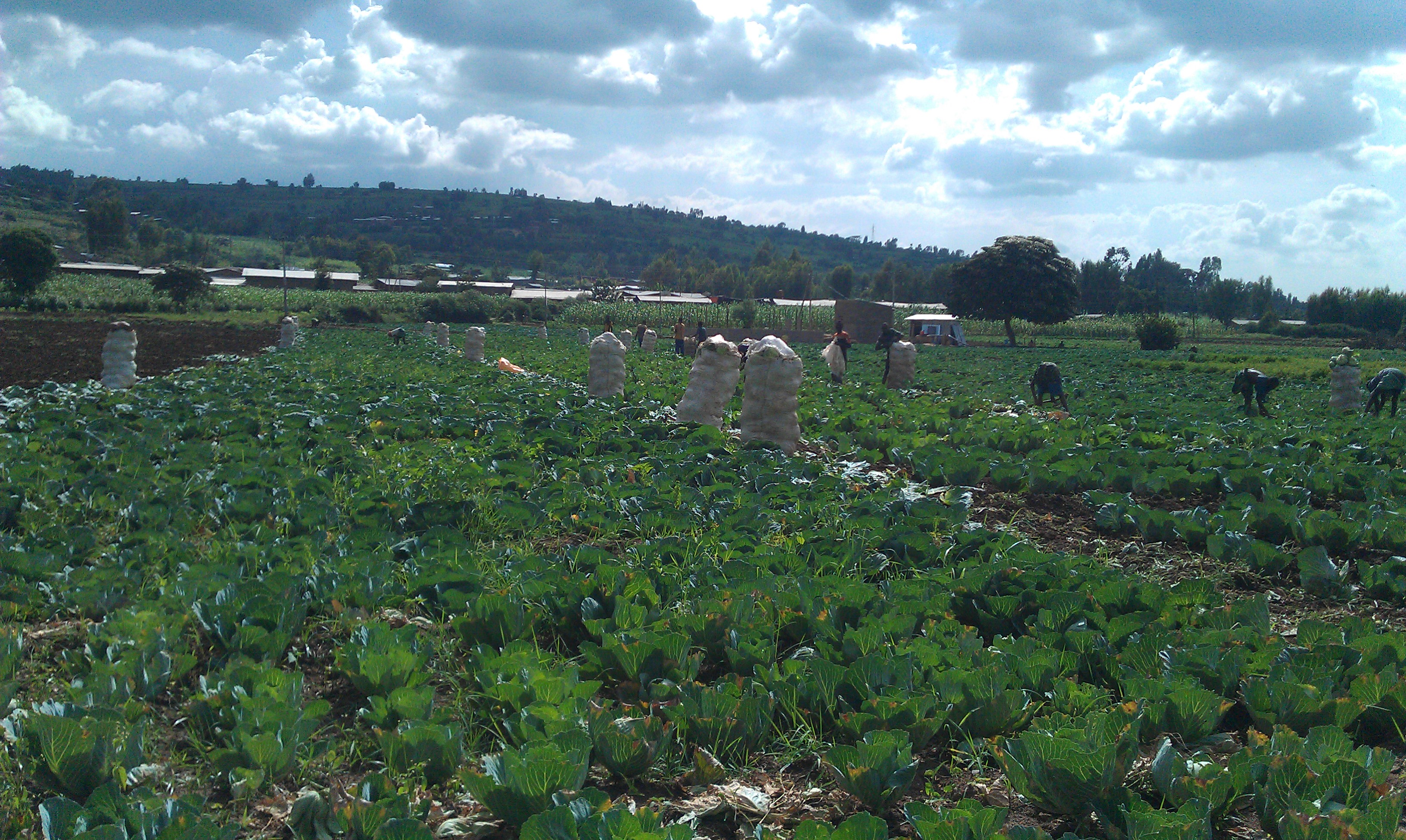 Commercial cabbage production