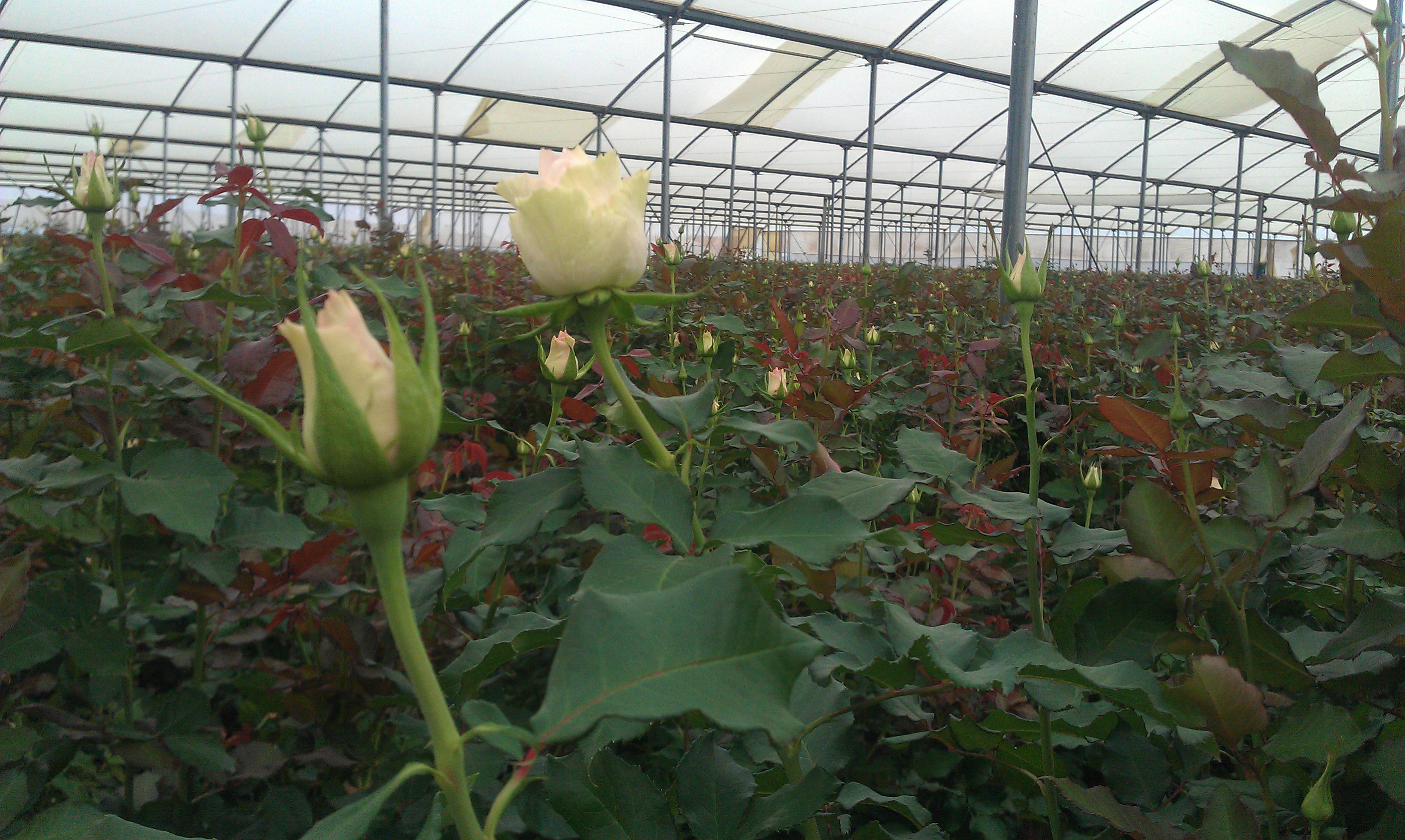 Workshop excursion: Value Chain integration at an export-oriented flower farm