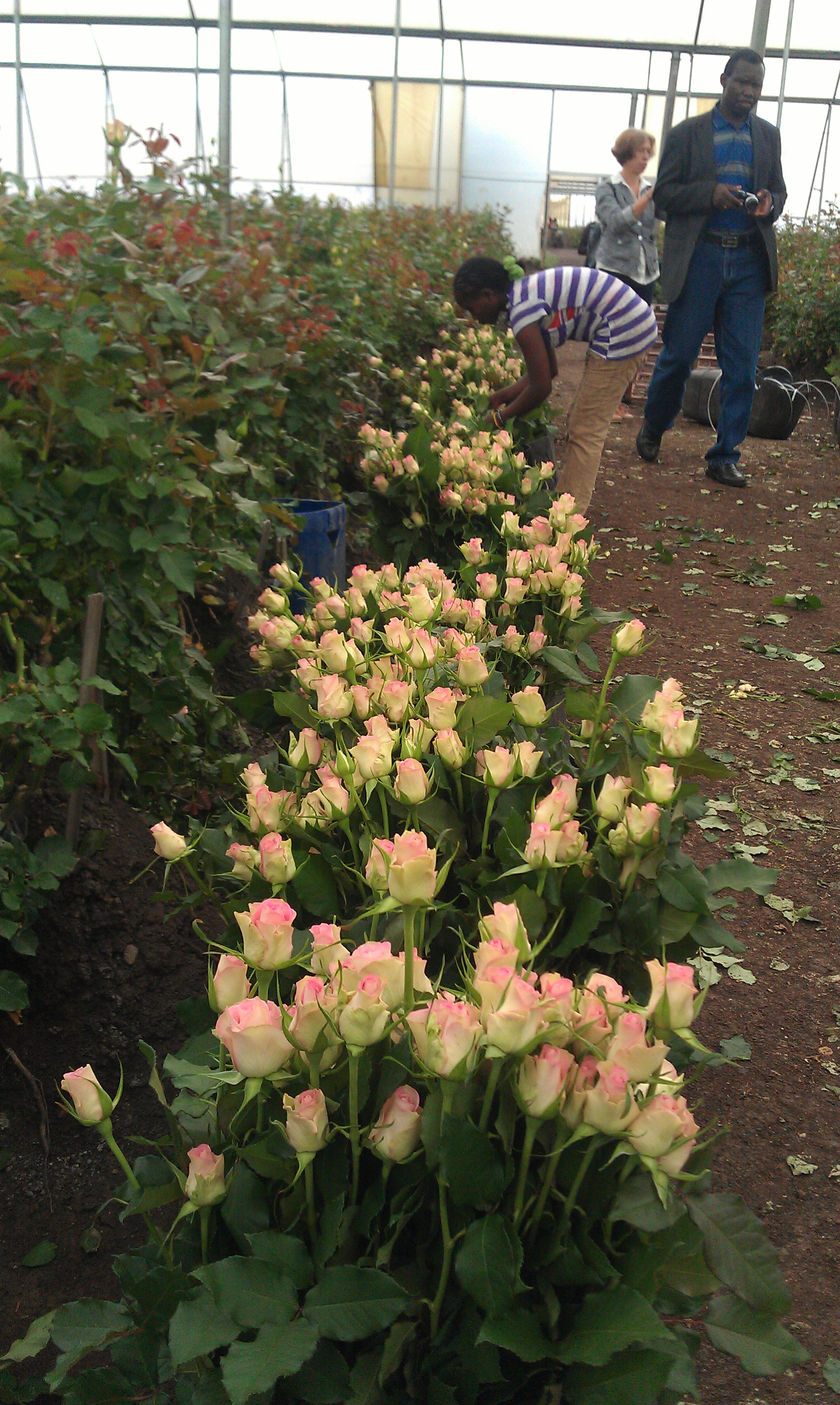 Workshop excursion: Value Chain integration at an export-oriented flower farm