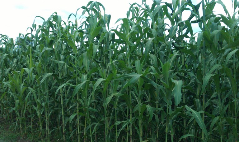 Commercial maize production at workshop excursion Commercial maize production at workshop excursion