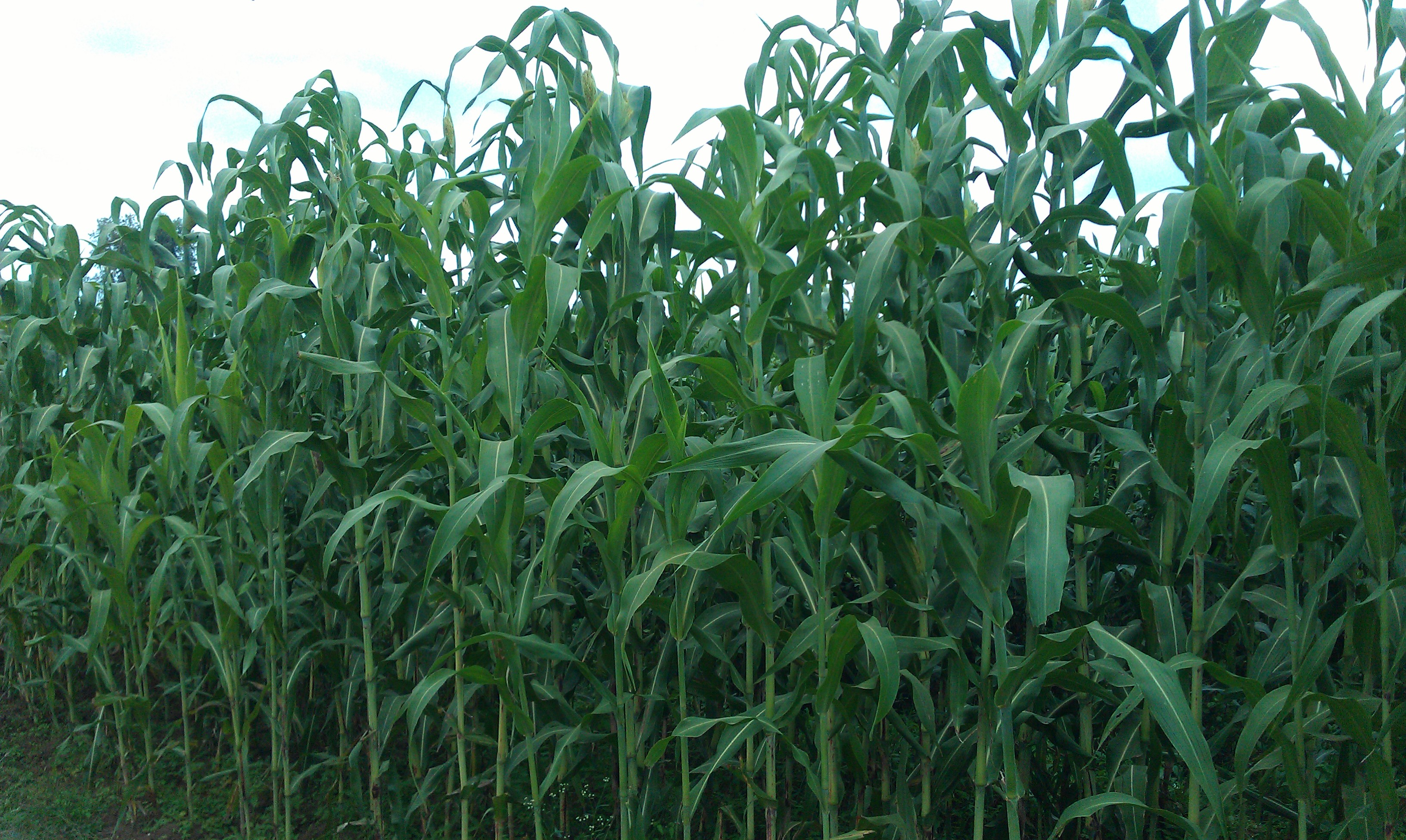 Commercial maize production at workshop excursion