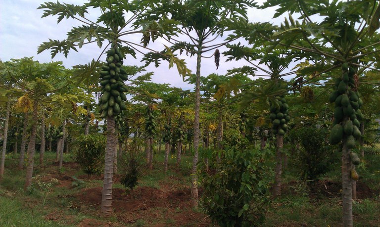 Papaya production at Ms. Fatiya Mohamed's farm Papaya production at Ms. Fatiya Mohamed's farm