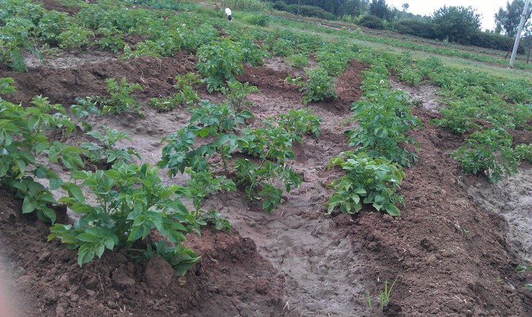 Commercial potato production at workshop excursion Commercial potato production at workshop excursion